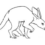 aardvark_comeaux_small